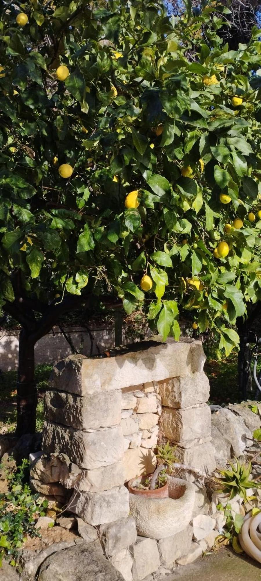 הוילה רוסוליני Zacchitella Garden House מראה חיצוני תמונה